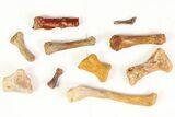 Unidentified Dinosaur & Reptile Limb/Foot Bones - Kem Kem Beds #81606-2